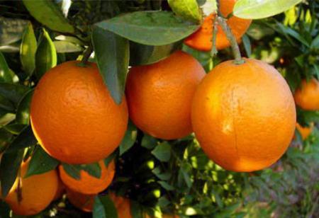 柑桔客商的抢手品种——开县春桔橙