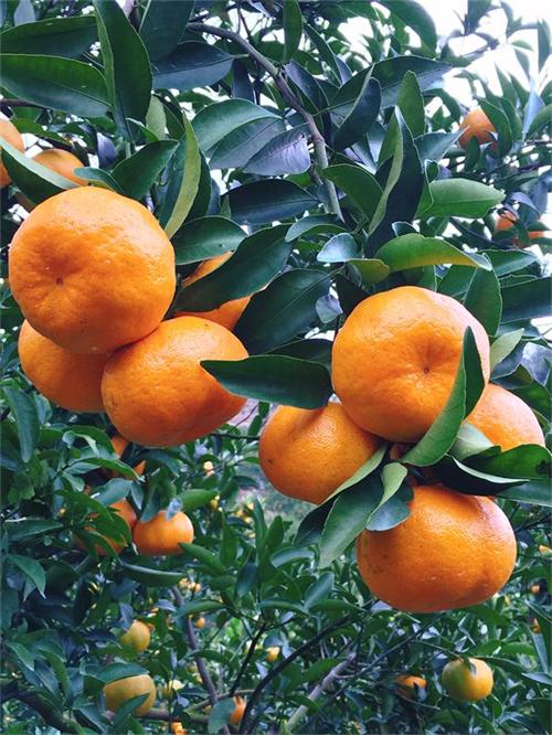 智利柑橘出口陷入停滞 中国市场成其新希望
